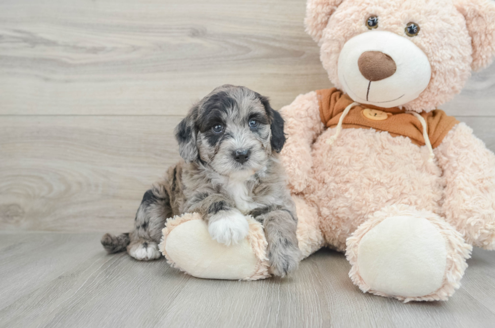 6 week old Mini Portidoodle Puppy For Sale - Florida Fur Babies