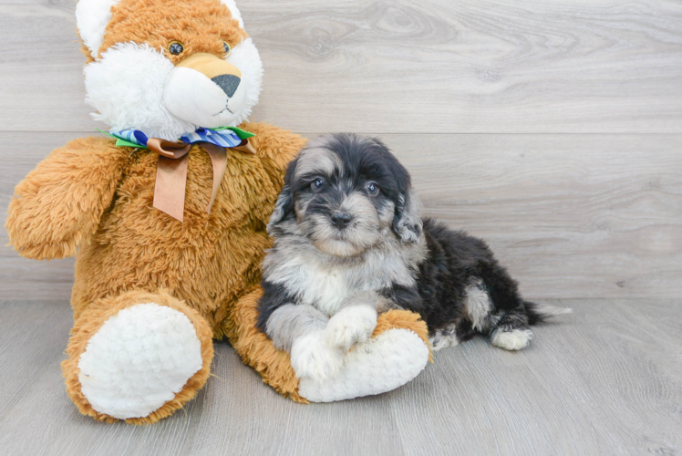 Meet Khal - our Mini Portidoodle Puppy Photo 2/3 - Florida Fur Babies
