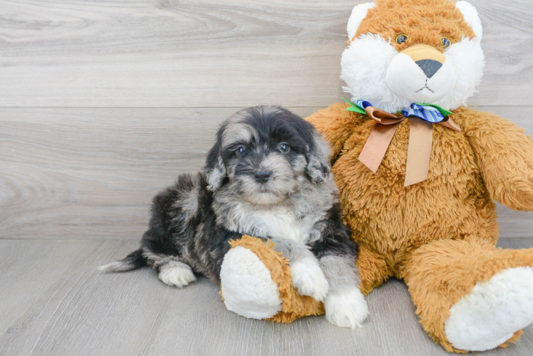Meet Khal - our Mini Portidoodle Puppy Photo 1/3 - Florida Fur Babies