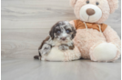 Popular Mini Portidoodle Poodle Mix Pup