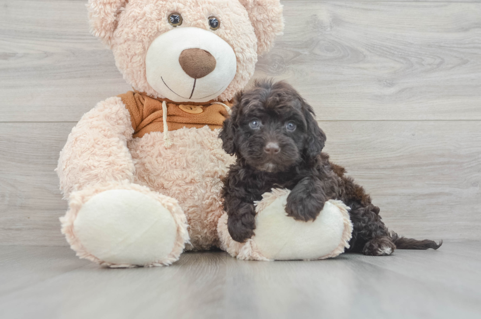5 week old Mini Portidoodle Puppy For Sale - Florida Fur Babies
