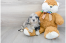 Meet Kong - our Mini Portidoodle Puppy Photo 1/3 - Florida Fur Babies