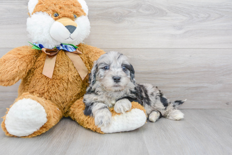 Meet Kong - our Mini Portidoodle Puppy Photo 2/3 - Florida Fur Babies