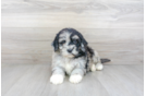 Meet Kraken - our Mini Portidoodle Puppy Photo 2/3 - Florida Fur Babies