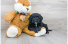 Meet Maeve - our Mini Portidoodle Puppy Photo 1/3 - Florida Fur Babies