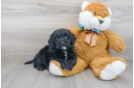 Meet Maeve - our Mini Portidoodle Puppy Photo 2/3 - Florida Fur Babies