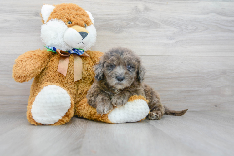 Meet Mandalay - our Mini Portidoodle Puppy Photo 2/3 - Florida Fur Babies