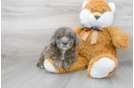 Meet Mandalay - our Mini Portidoodle Puppy Photo 1/3 - Florida Fur Babies