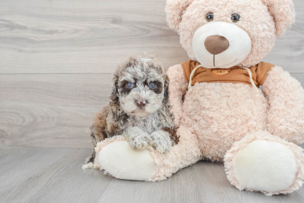 Mini Portidoodle Puppy for Adoption