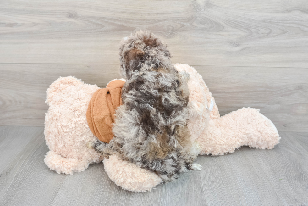 Friendly Mini Portidoodle Baby