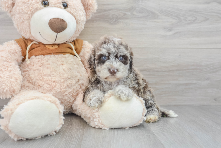 Mini Portidoodle Puppy for Adoption