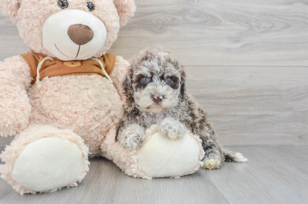 5 week old Mini Portidoodle Puppy For Sale - Florida Fur Babies