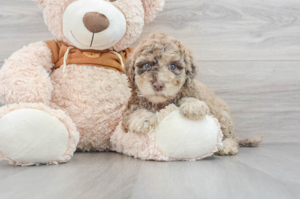 5 week old Mini Portidoodle Puppy For Sale - Florida Fur Babies