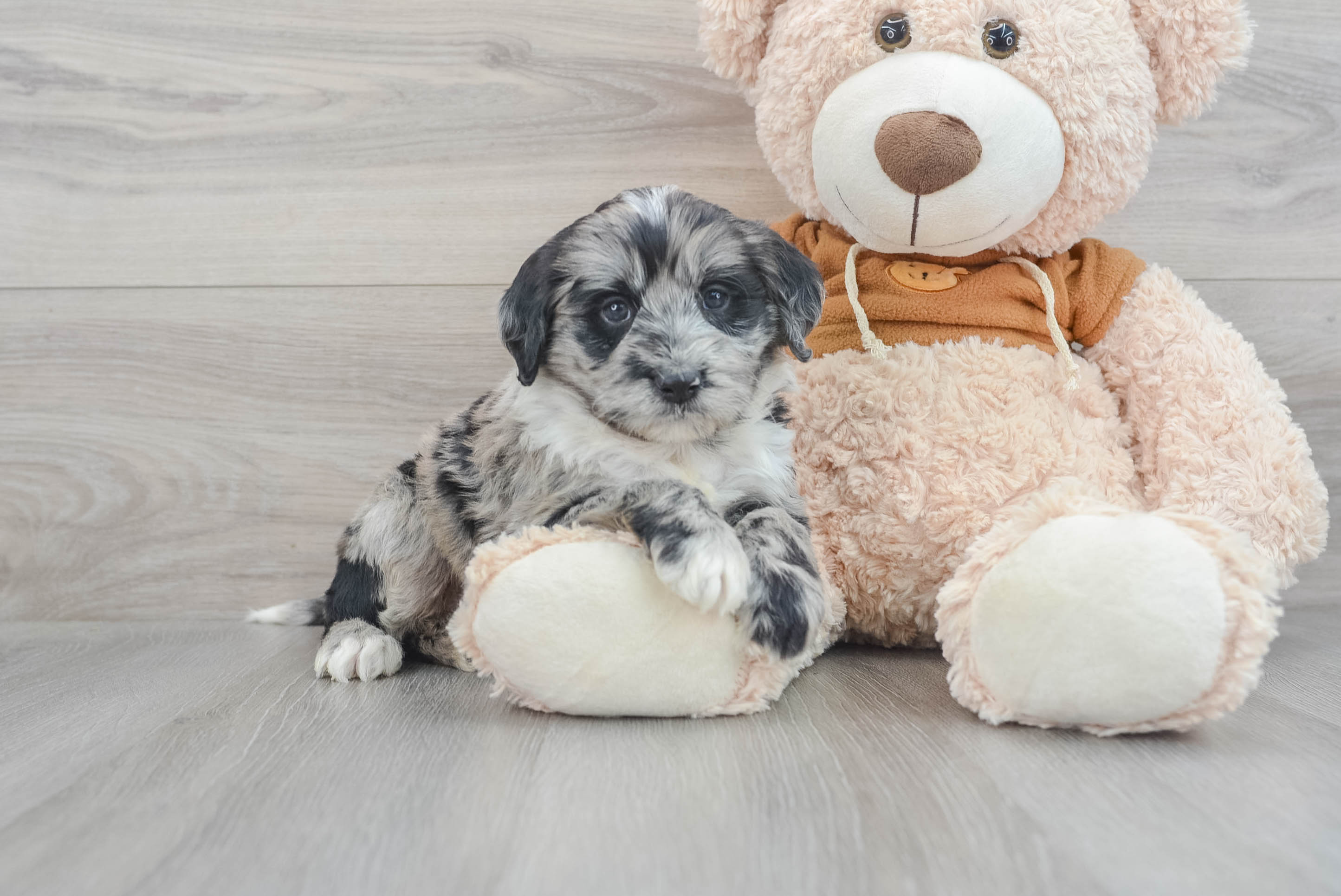mini-portidoodle-mayfield-