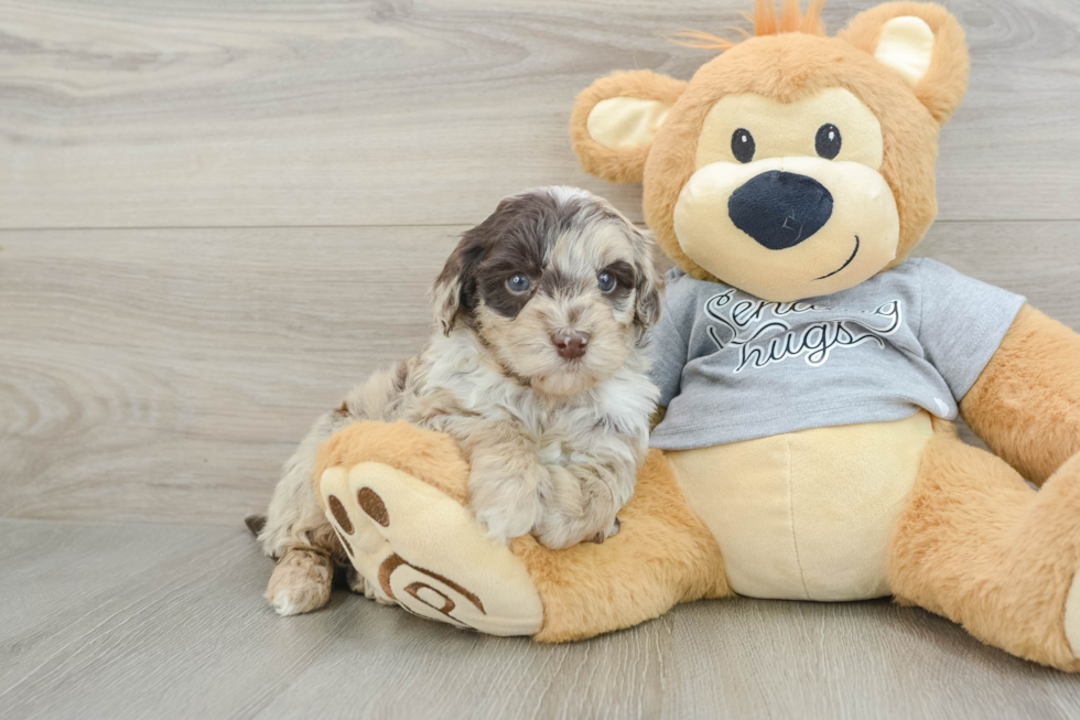 Mini Portidoodle Puppy for Adoption
