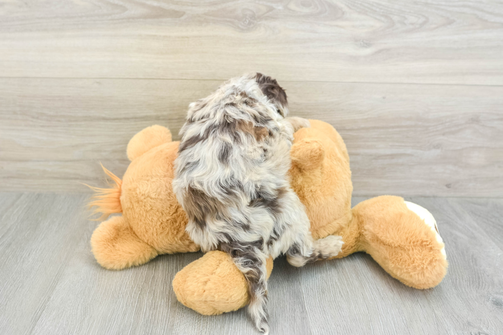 Mini Portidoodle Puppy for Adoption