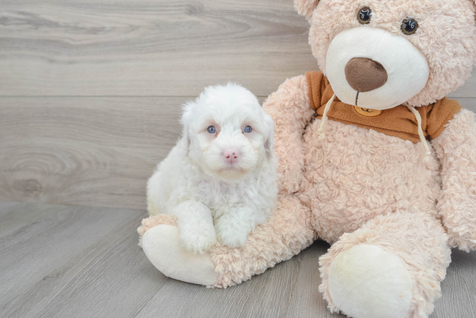 Mini Portidoodle Puppy for Adoption
