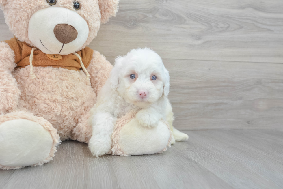 Best Mini Portidoodle Baby