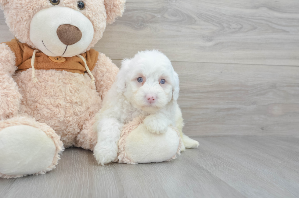 5 week old Mini Portidoodle Puppy For Sale - Florida Fur Babies