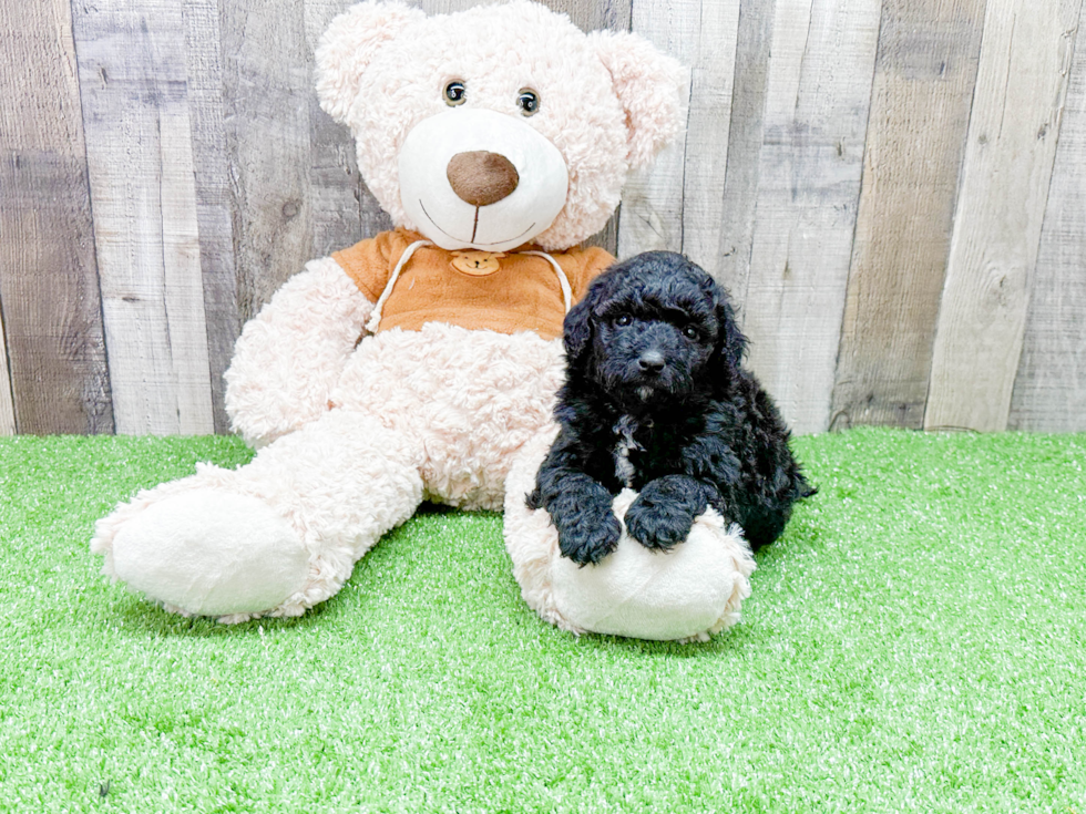 Energetic Portuguese Water Dog Poodle Mix Puppy