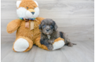 Meet Monopoly - our Mini Portidoodle Puppy Photo 1/3 - Florida Fur Babies