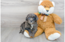 Meet Monopoly - our Mini Portidoodle Puppy Photo 2/3 - Florida Fur Babies