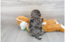 Meet Monopoly - our Mini Portidoodle Puppy Photo 3/3 - Florida Fur Babies