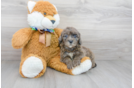 Meet Moonbeam - our Mini Portidoodle Puppy Photo 2/3 - Florida Fur Babies