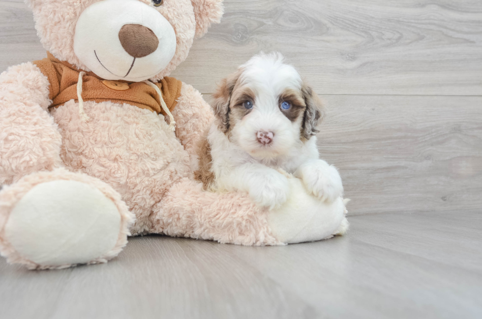 5 week old Mini Portidoodle Puppy For Sale - Florida Fur Babies