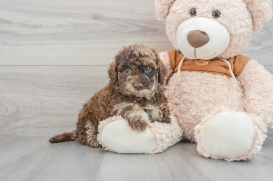 Cute Mini Portidoodle Baby