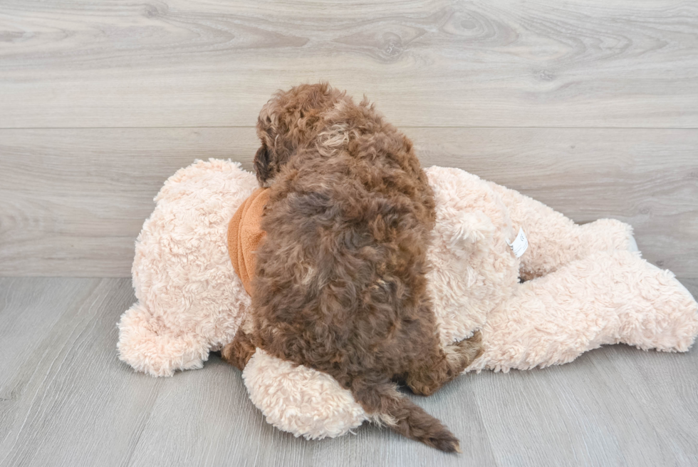 Mini Portidoodle Puppy for Adoption
