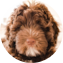 Mini Portidoodle Puppy For Sale - Florida Fur Babies