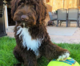 Mini Portidoodle Puppies For Sale Florida Fur Babies