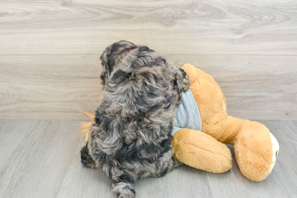 Popular Mini Portidoodle Poodle Mix Pup