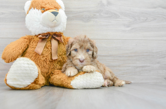 Mini Portidoodle Puppy for Adoption