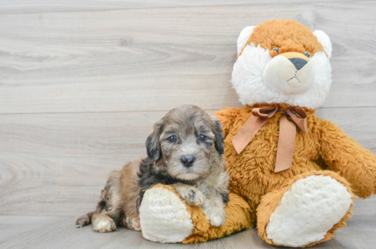 Petite Mini Portidoodle Poodle Mix Pup