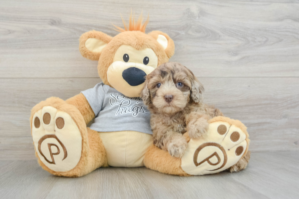 Fluffy Mini Portidoodle Poodle Mix Pup