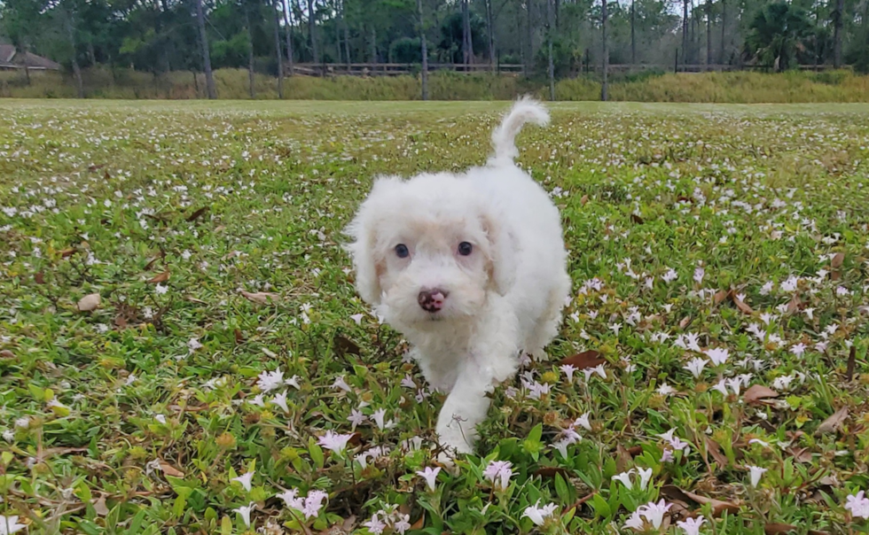 Cute Mini Portidoodle Baby