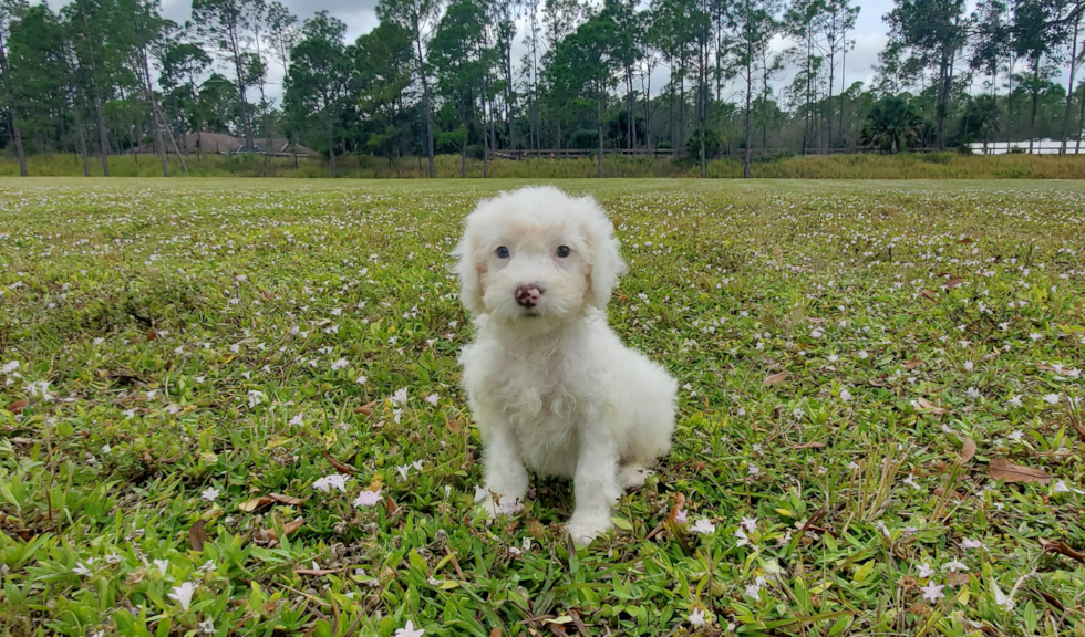 Mini Portidoodle Pup Being Cute