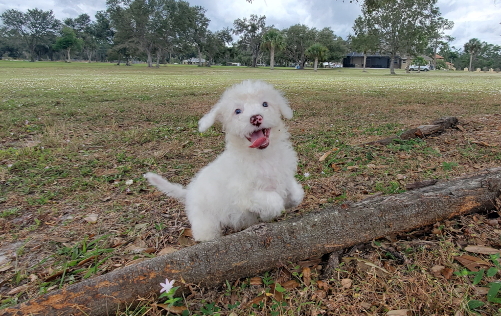 Mini Portidoodle Pup Being Cute