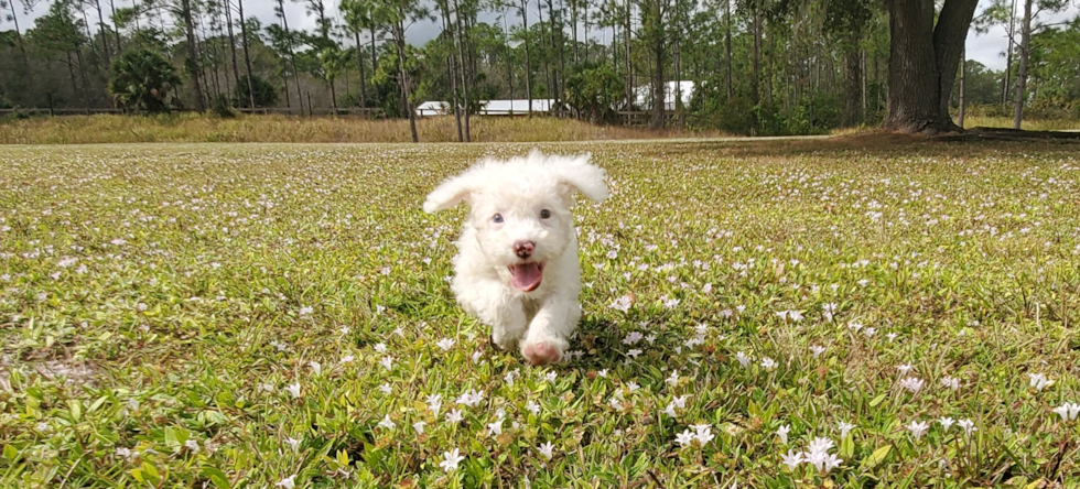 Cute Mini Portidoodle Baby
