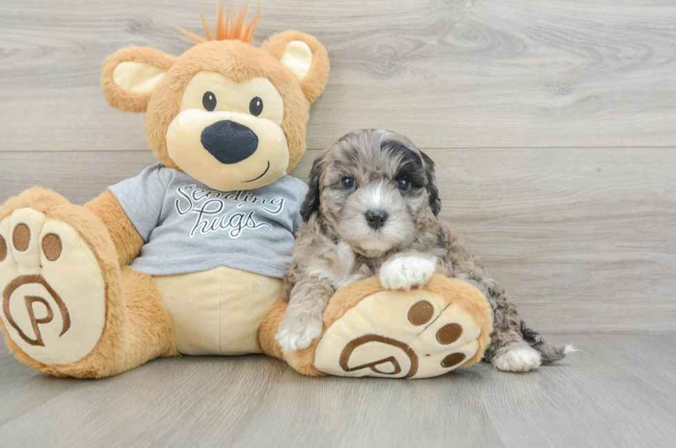 7 week old Mini Portidoodle Puppy For Sale - Florida Fur Babies