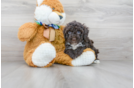 Meet Riva - our Mini Portidoodle Puppy Photo 1/3 - Florida Fur Babies
