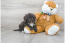 Meet Riva - our Mini Portidoodle Puppy Photo 2/3 - Florida Fur Babies