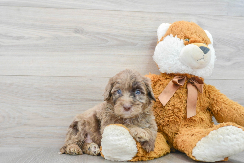 Meet Rogie - our Mini Portidoodle Puppy Photo 1/3 - Florida Fur Babies