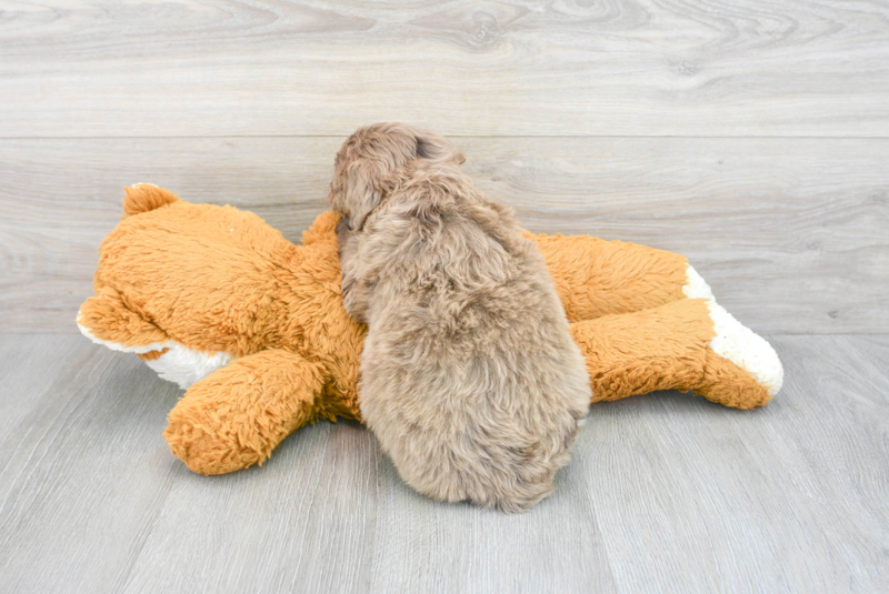 Meet Rogie - our Mini Portidoodle Puppy Photo 2/3 - Florida Fur Babies