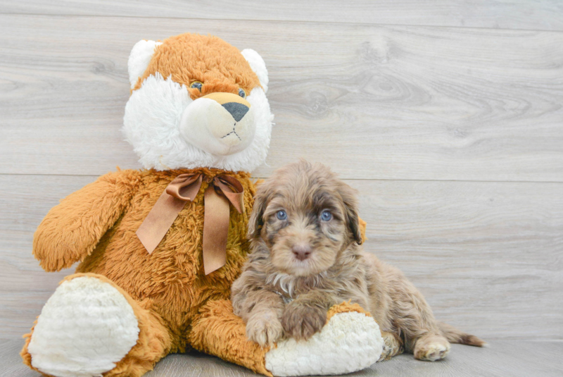 Meet Rogie - our Mini Portidoodle Puppy Photo 3/3 - Florida Fur Babies