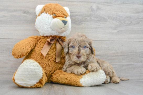 Hypoallergenic Portuguese Water Dog Poodle Mix Puppy