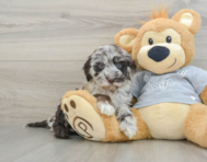 5 week old Mini Portidoodle Puppy For Sale - Florida Fur Babies