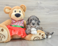 5 week old Mini Portidoodle Puppy For Sale - Florida Fur Babies